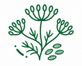 🌿 Fennel Seed