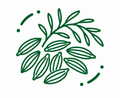 🌿 Cumin Seed