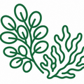 🌿 Cumin Seed